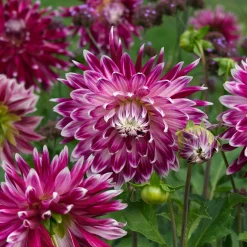 3 Dahlias à grandes fleurs Vancouver - Des fleurs XXL tout l'été
