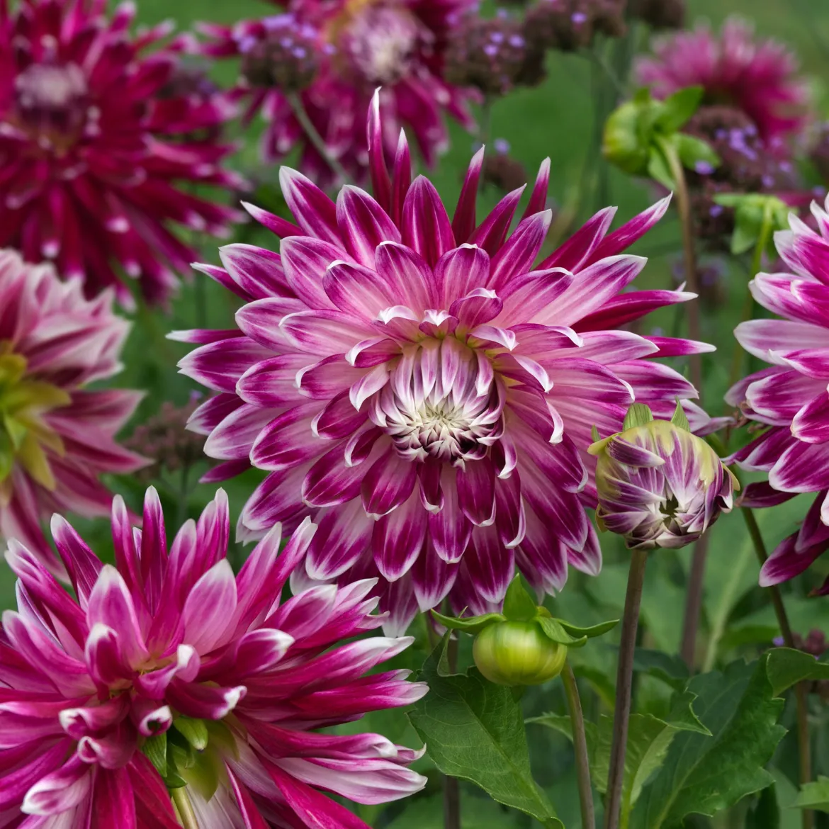 3 Dahlias à grandes fleurs Vancouver - Des fleurs XXL tout l'été