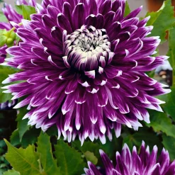 3 Dahlias à grandes fleurs Vancouver - Des fleurs XXL tout l'été