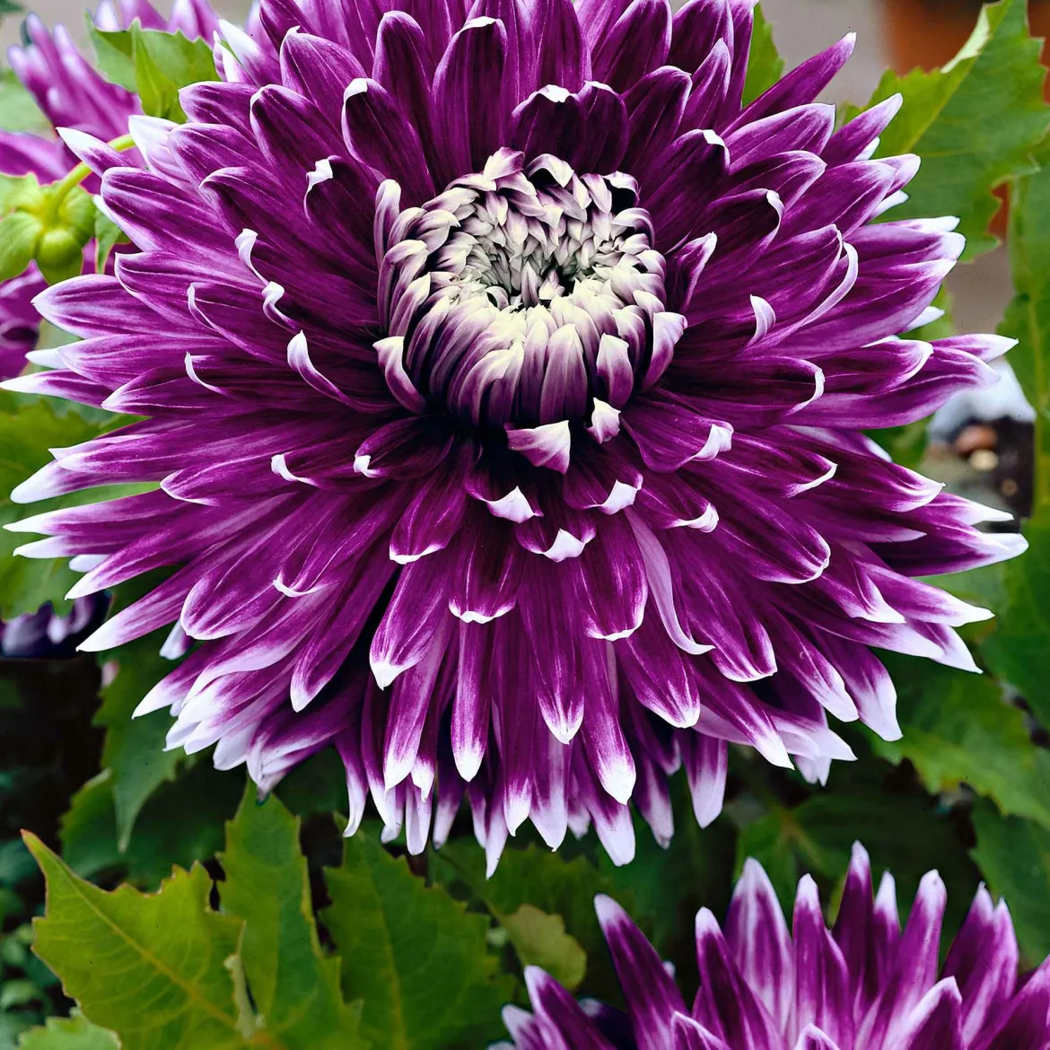 3 Dahlias à grandes fleurs Vancouver - Des fleurs XXL tout l'été