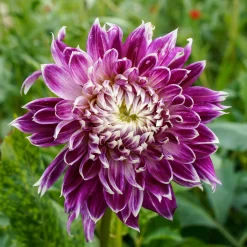 3 Dahlias à grandes fleurs Vancouver - Des fleurs XXL tout l'été