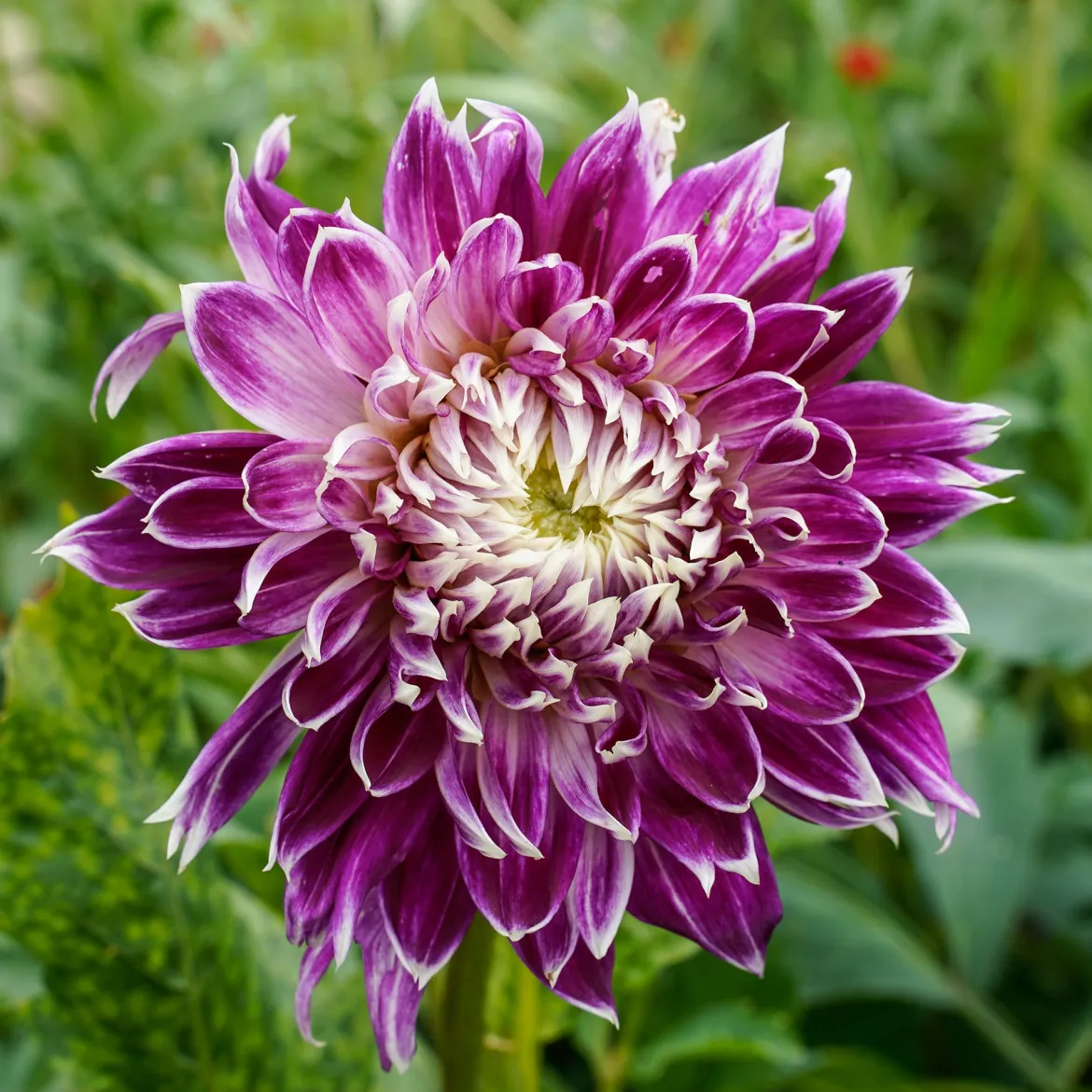 3 Dahlias à grandes fleurs Vancouver - Des fleurs XXL tout l'été