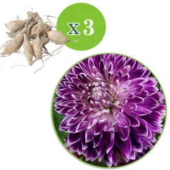 3 Dahlias à grandes fleurs Vancouver - Des fleurs XXL tout l'été