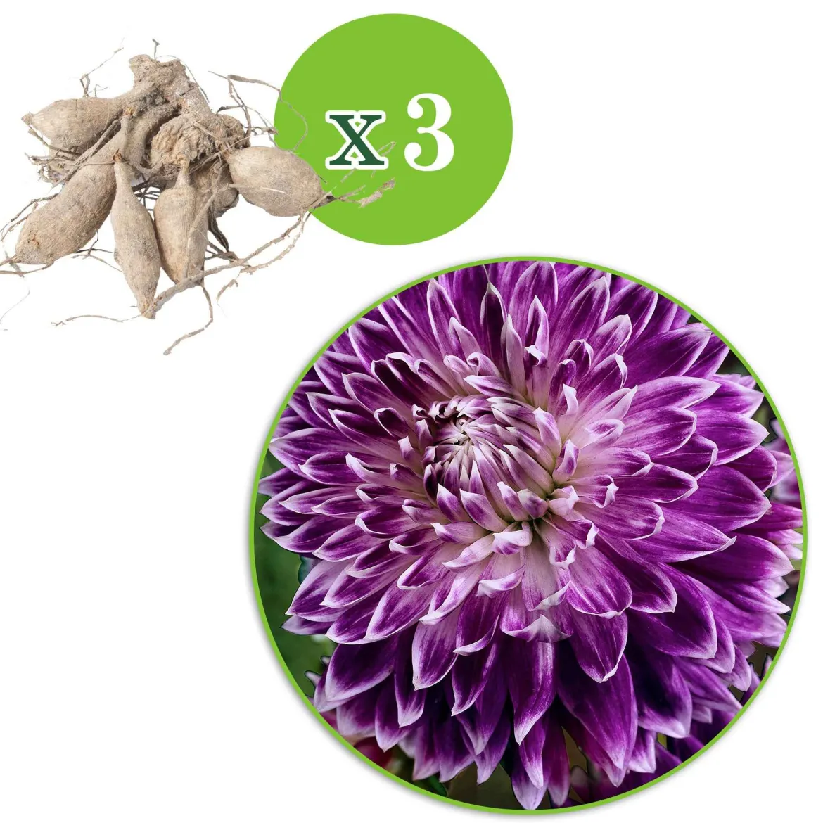 3 Dahlias à grandes fleurs Vancouver - Des fleurs XXL tout l'été