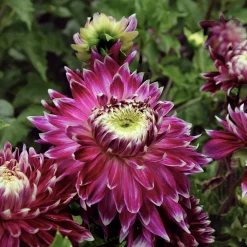 3 Dahlias à grandes fleurs Vancouver - Des fleurs XXL tout l'été