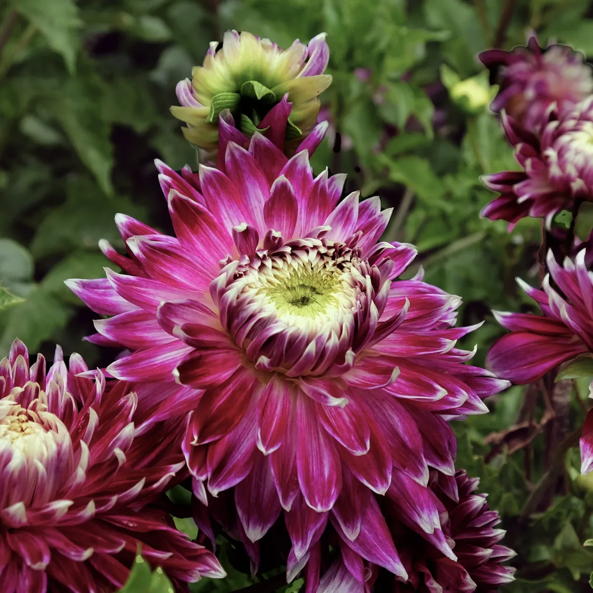 3 Dahlias à grandes fleurs Vancouver - Des fleurs XXL tout l'été