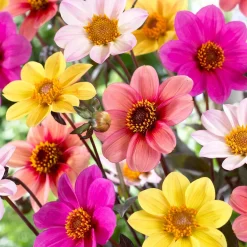 6 Dahlias HS Butterfly en mélange - Un massif papillon tout l'été