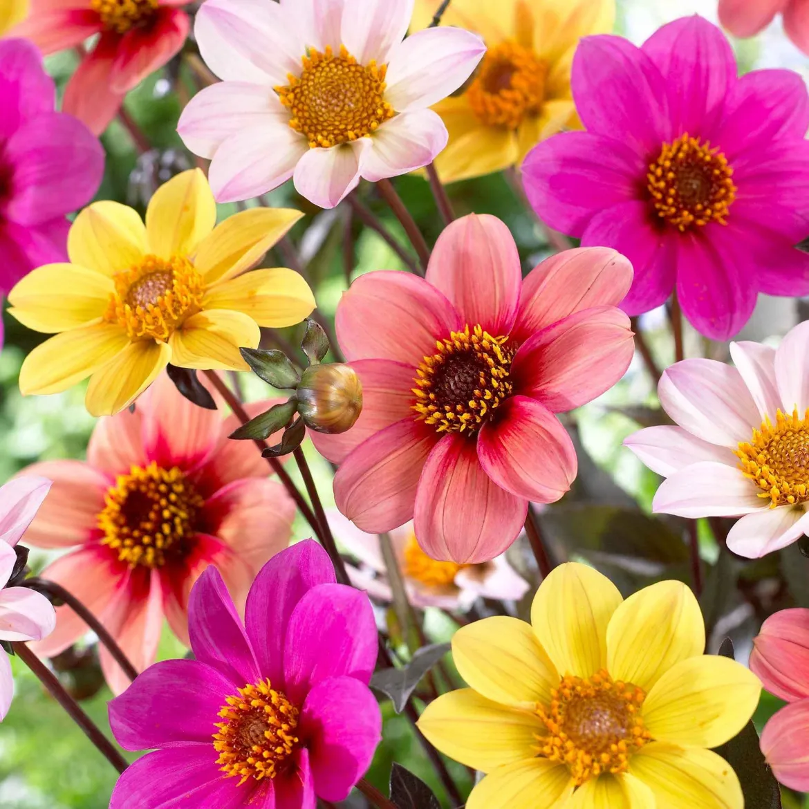 6 Dahlias HS Butterfly en mélange - Un massif papillon tout l'été