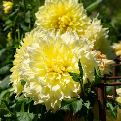 3 Dahlias Kelvin Floodlight - Des fleurs géantes tout l'été