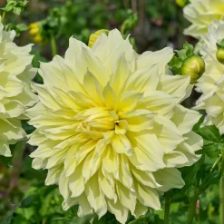 3 Dahlias Kelvin Floodlight - Des fleurs géantes tout l'été