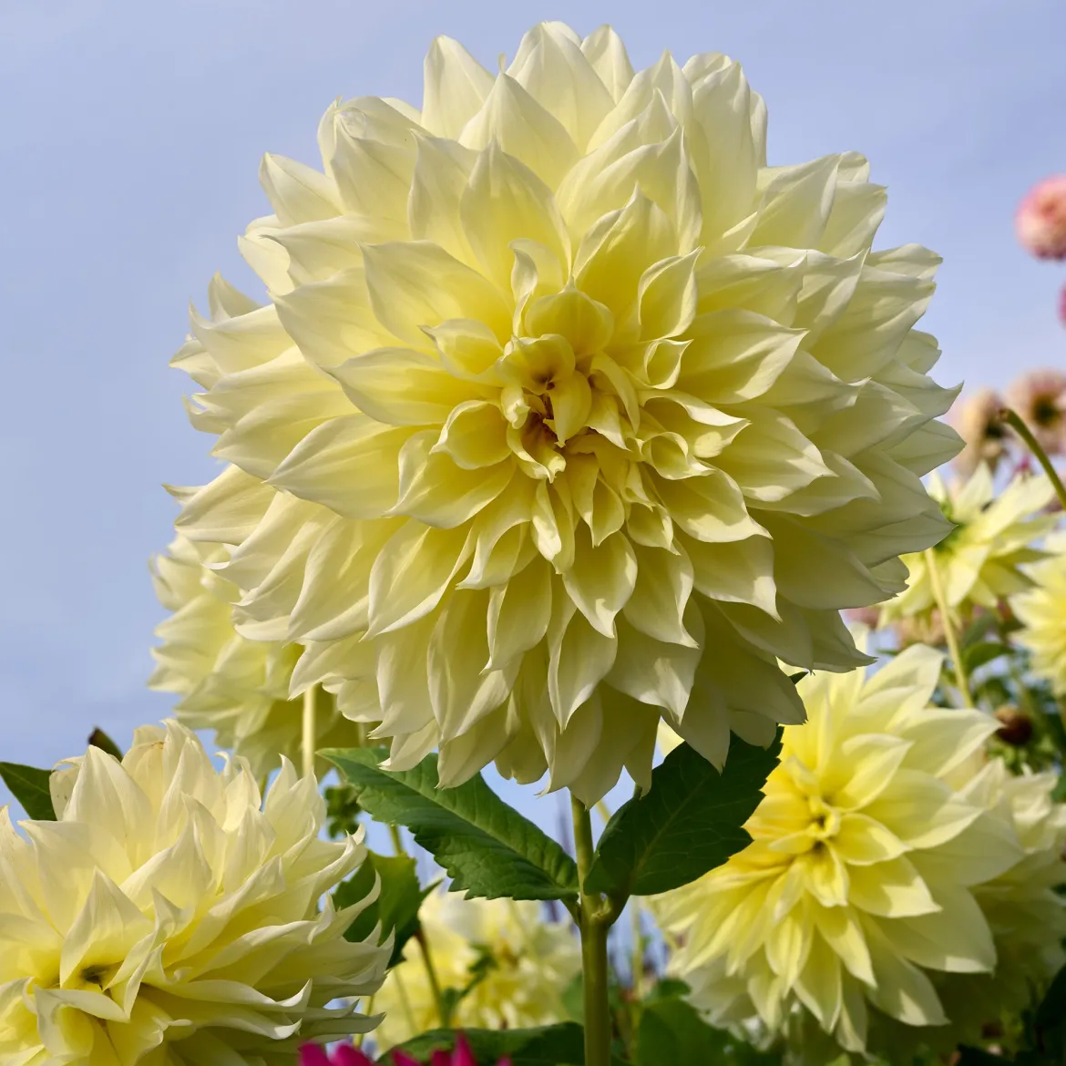 3 Dahlias Kelvin Floodlight - Des fleurs géantes tout l'été