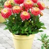 3 Dahlias Melody Allegro - Des bouquets tout l'été