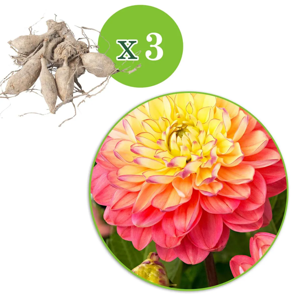 3 Dahlias Melody Allegro - Des bouquets tout l'été