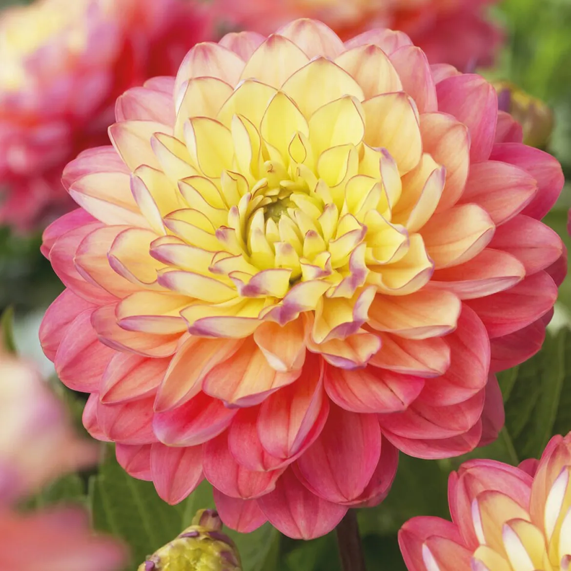 3 Dahlias Melody Allegro - Des bouquets tout l'été