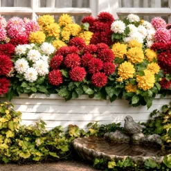 5 Dahlias nains (rouge, rose, blanc, orange, jaune) - Fleurs partout tout l'été