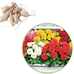 5 Dahlias nains (rouge, rose, blanc, orange, jaune) - Fleurs partout tout l'été