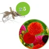 5 Dahlias pompon en mélange Ball Bio - Des pompons parfaits tout l'été