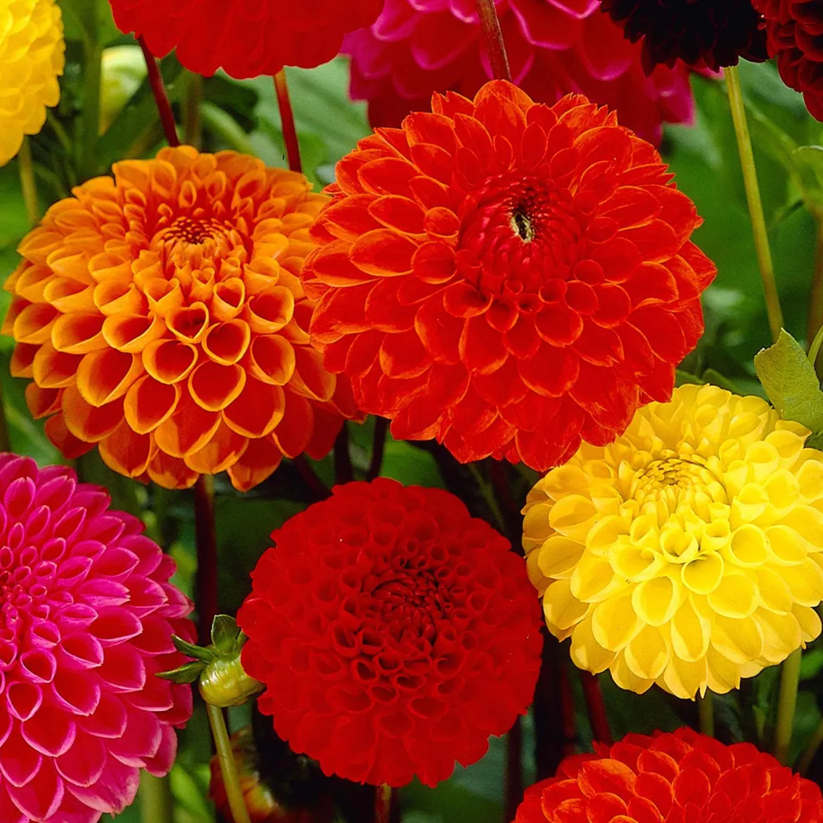 5 Dahlias pompon en mélange Ball Bio - Des pompons parfaits tout l'été