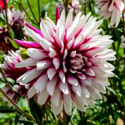 3 Dahlias Rebecca's World - Fleurs bicolores tout l'été