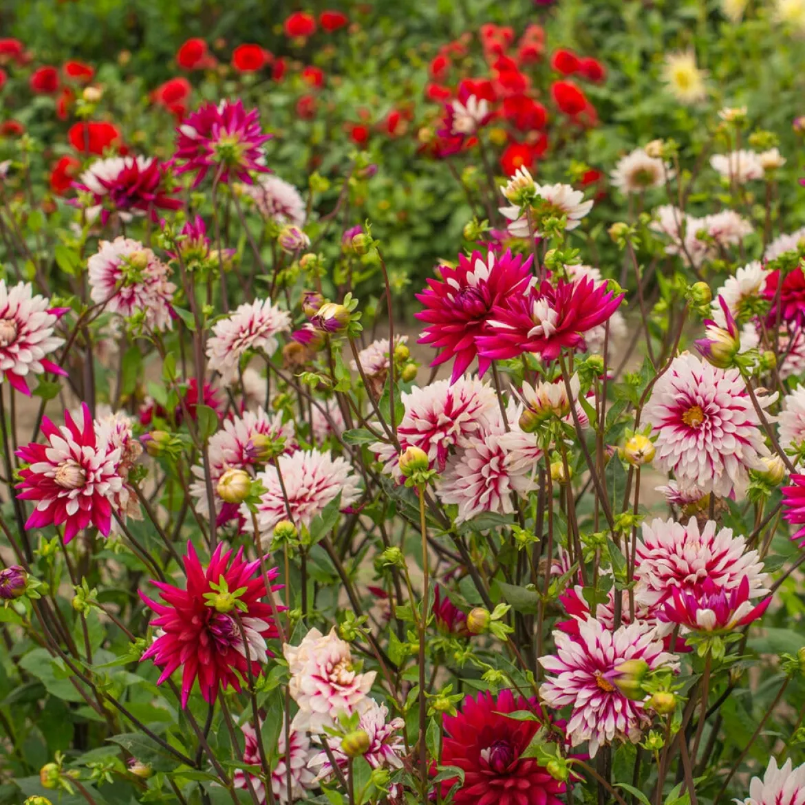3 Dahlias Rebecca's World - Fleurs bicolores tout l'été
