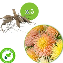 5 Dahlias Star en mélange - Des fleurs étoilées tout l'été