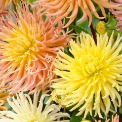5 Dahlias Star en mélange - Des fleurs étoilées tout l'été