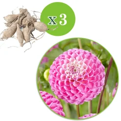 3 Dahlias Zippity Do Da - Des fleurs roses tout l'été