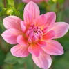 Dahlia Twiggy - Des bouquets tout l'été