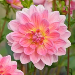 Dahlia Twiggy - Des bouquets tout l'été