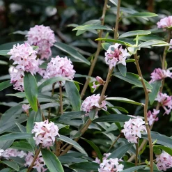 Daphne Spring Beauty® - Un parfum qui fleurit l'hiver