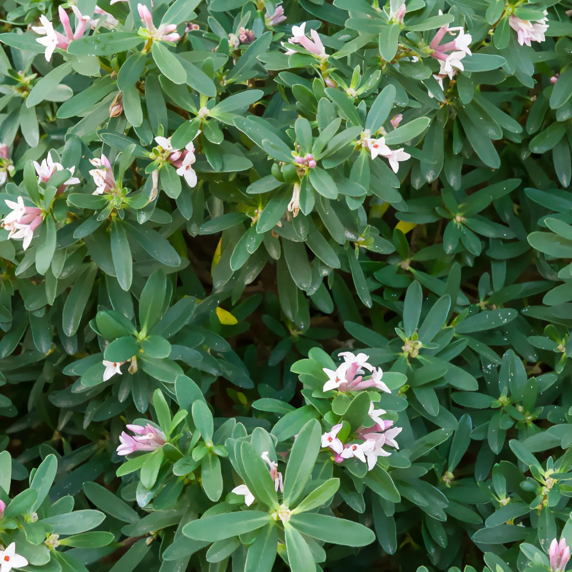 Daphne transatlantica Pink Fragrance® - Un parfum qui dure des mois