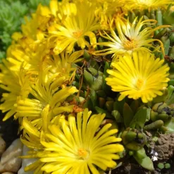 Delosperma congestionné - Un tapis de fleurs jaunes