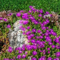Delosperma de Cooper - Un tapis fleuri plein soleil