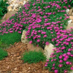 Delosperma de Cooper - Un tapis fleuri plein soleil