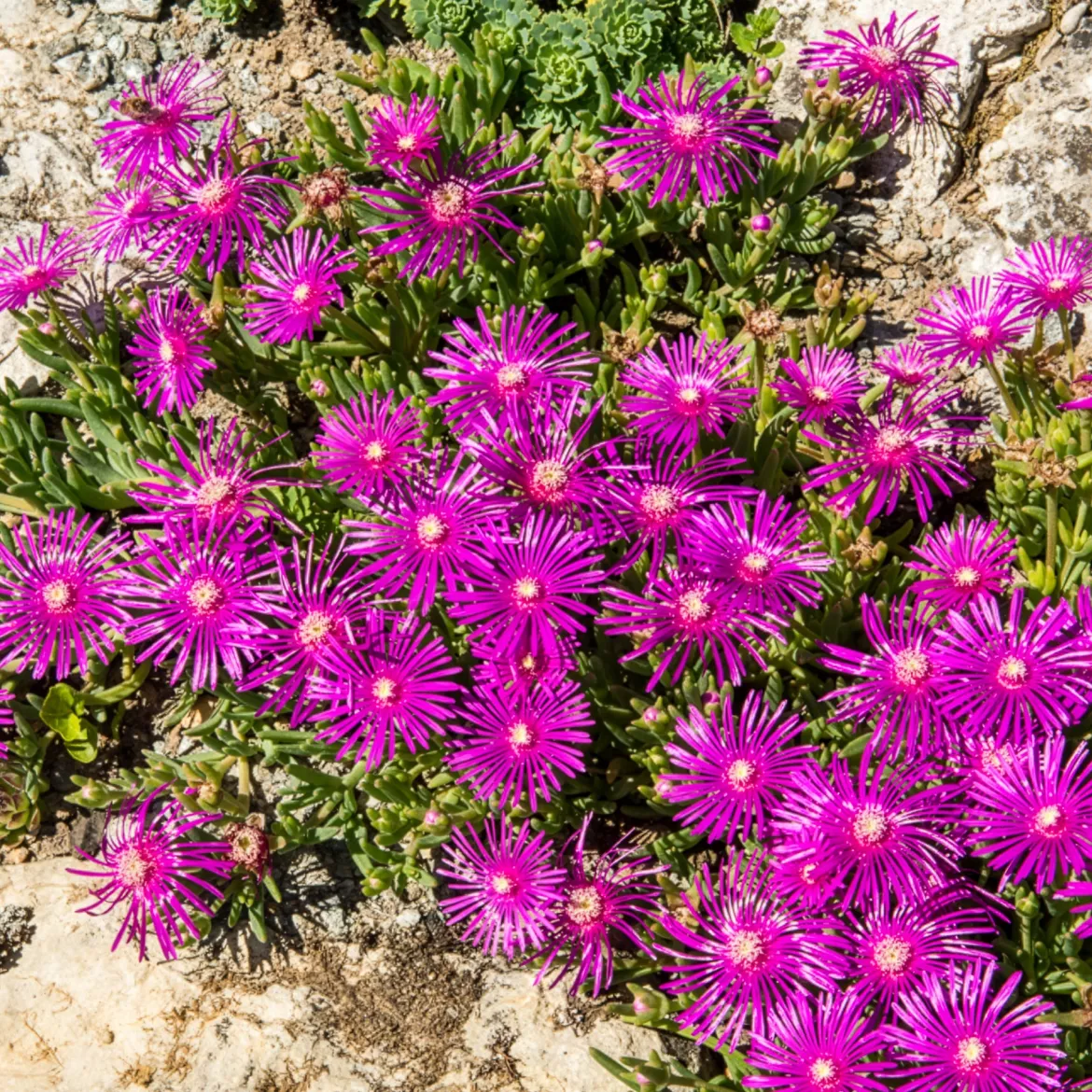 Delosperma de Cooper - Un tapis fleuri plein soleil