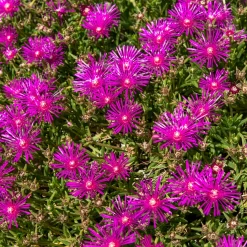 Delosperma de Cooper - Un tapis fleuri plein soleil