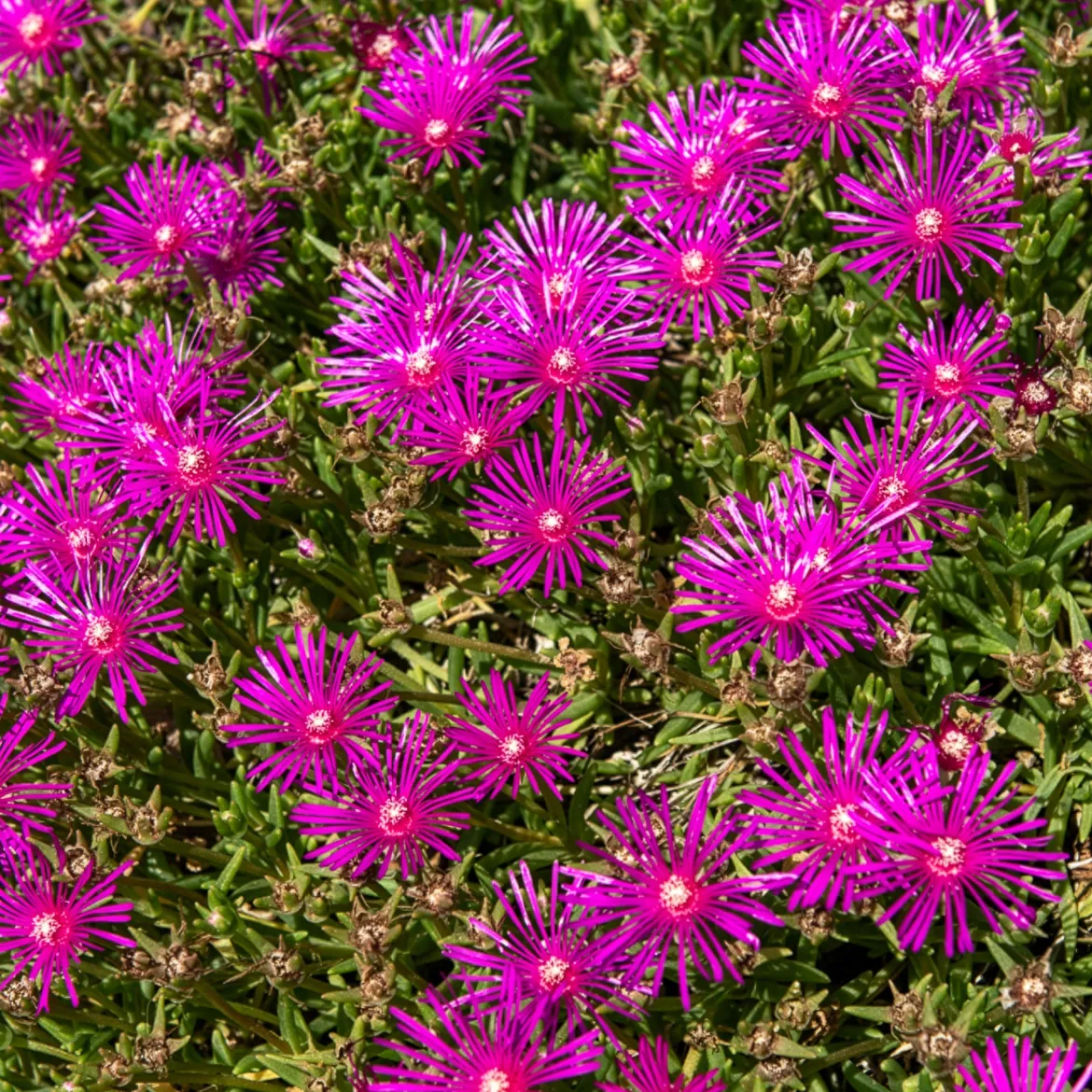 Delosperma de Cooper - Un tapis fleuri plein soleil
