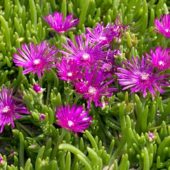 Delosperma de Cooper - Un tapis fleuri plein soleil