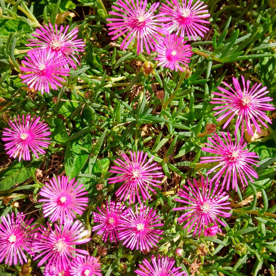 Delosperma de Cooper - Un tapis fleuri plein soleil