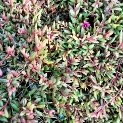 Delosperma Desert Dancer Red - Un tapis rouge sans effort