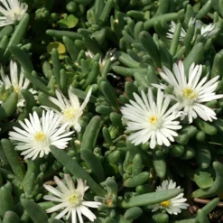 Delosperma Graaf Reinet - Un tapis fleuri sans effort