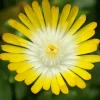 Delosperma Jewel of Desert Peridott ® - Tapis de fleurs sans effort