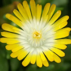Delosperma Jewel of Desert Peridott ® - Tapis de fleurs sans effort