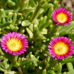 Delosperma Wheels of Wonder® Hot Pink - Un tapis rose tout l'été