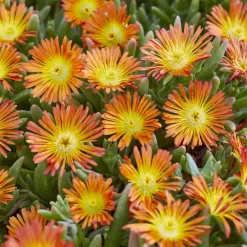 Delosperma Wheels of Wonder® Orange - Un tapis de fleurs au soleil