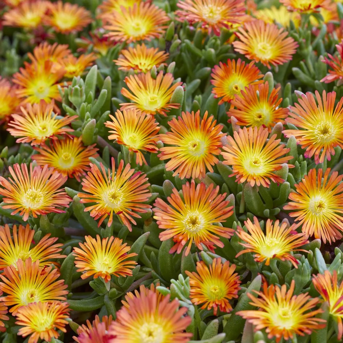 Delosperma Wheels of Wonder® Orange - Un tapis de fleurs au soleil