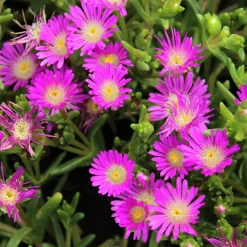 Delosperma Wheels of Wonder® Violet - Un tapis de fleurs au soleil