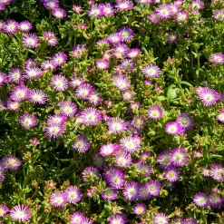 Delosperma Wheels of Wonder® Violet - Un tapis de fleurs au soleil