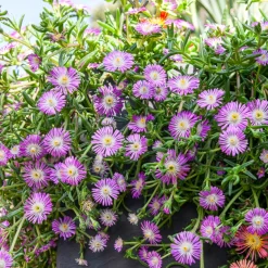 Delosperma Wheels of Wonder® Violet - Un tapis de fleurs au soleil