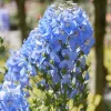 Delphinium géant Summer Skies - Un bleu ciel qui monte haut